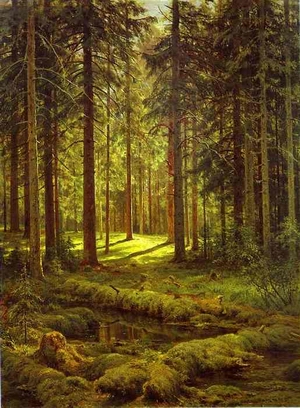 Coniferous Forest Sunny Day 1895