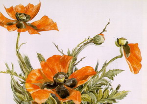 Poppies 1929