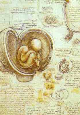 The Foetus in the Womb. c.1510-1512