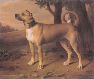 Ulmer Dogge 1705