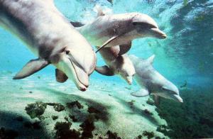 Bottlenose Dolphins