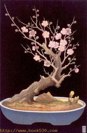 Japanese Dwarf Plum Tree A 1928