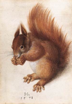 Squirrel 1578