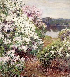 Mountain Laurel 1905