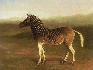 Male Quagga from Africa