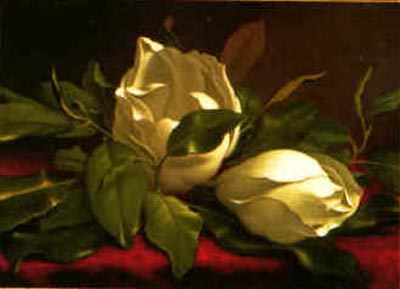 Magnolia