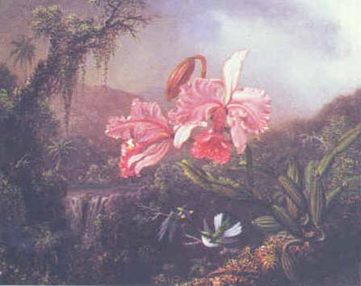 Orchids and Hummingbirds