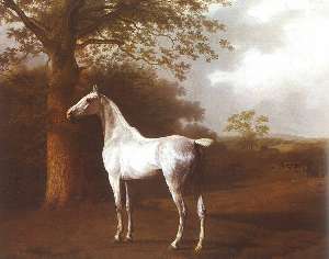 White Horse In Pasture