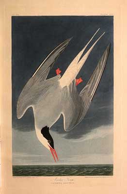 Arctic Tern