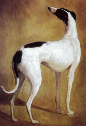 Study of the Greyhound