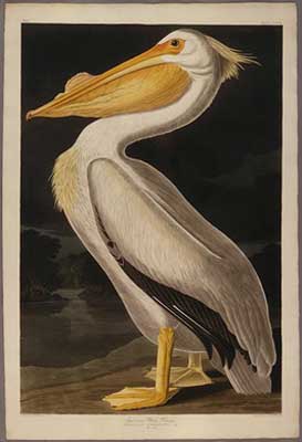 American White Pelican