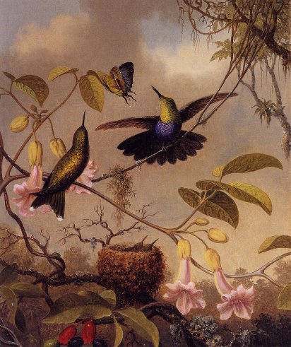 Martin Johnson Heade - Fort-Tailed Woodnymph