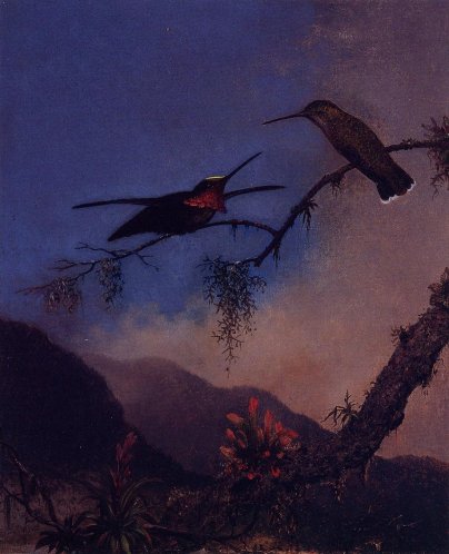 Martin Johnson Heade - Strip - Breasted Starthroat