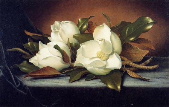 Martin Johnson Heade - Giant Magnolias