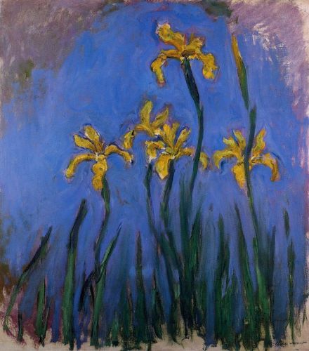 Yellow Irises 1