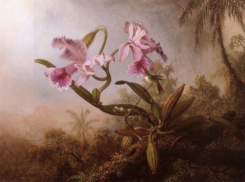 Orchids and Hummingbird 2