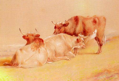 Cattle Resting 1