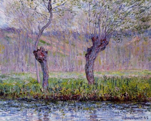 Willows in Spring