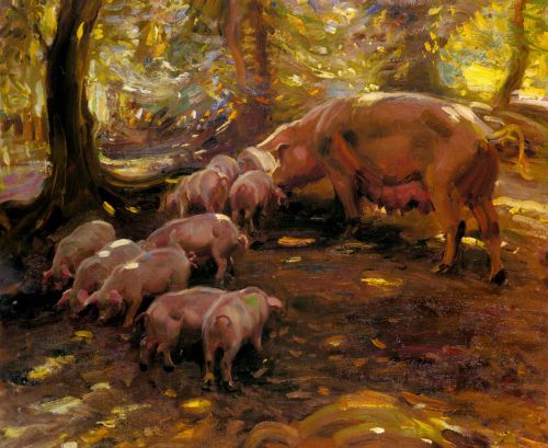 Pigs In A Wood, Cornwall