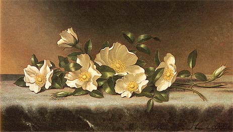 Cherokee Roses On A Light Gray Cloth, undated