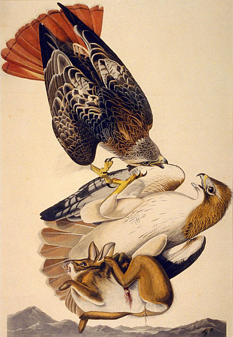 Red Tailed Hawk, 1829