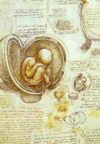 Leonardo da Vinci The Foetus in the Womb Oil Painting