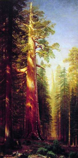 The Great Trees, Mariposa Grove, Ca, 1876