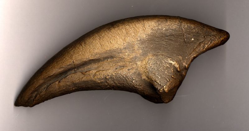 Allosaurus fragilis