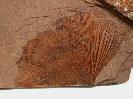 Ginkgo adiantoides