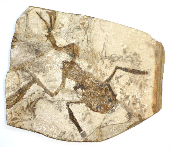 Palaeobatrachus gigas