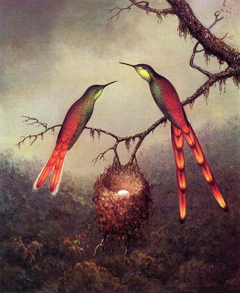 Two Hummingbirds Guarding an Egg