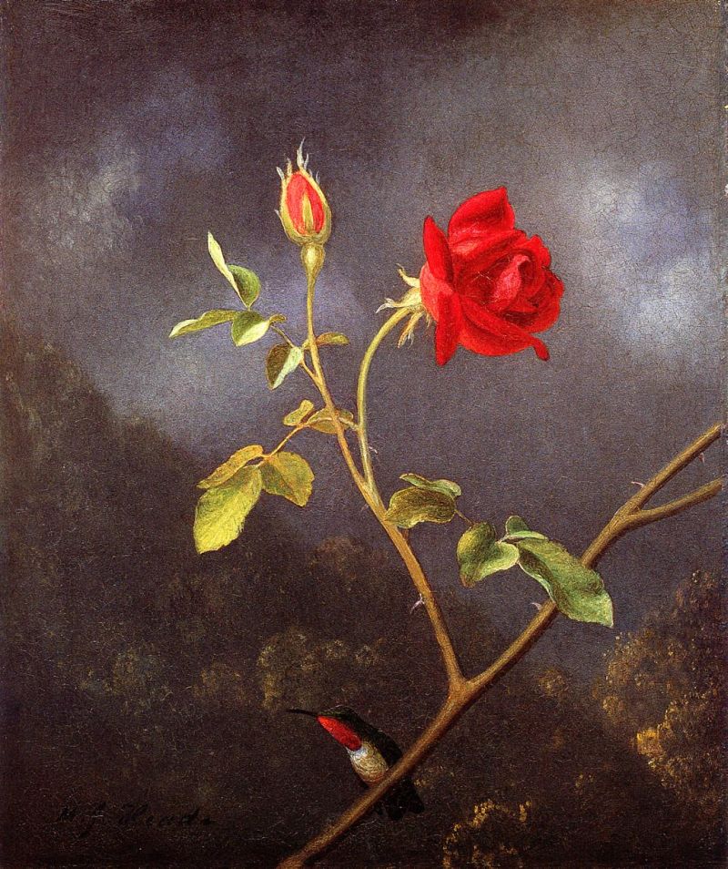 Red Rose with Ruby Throat