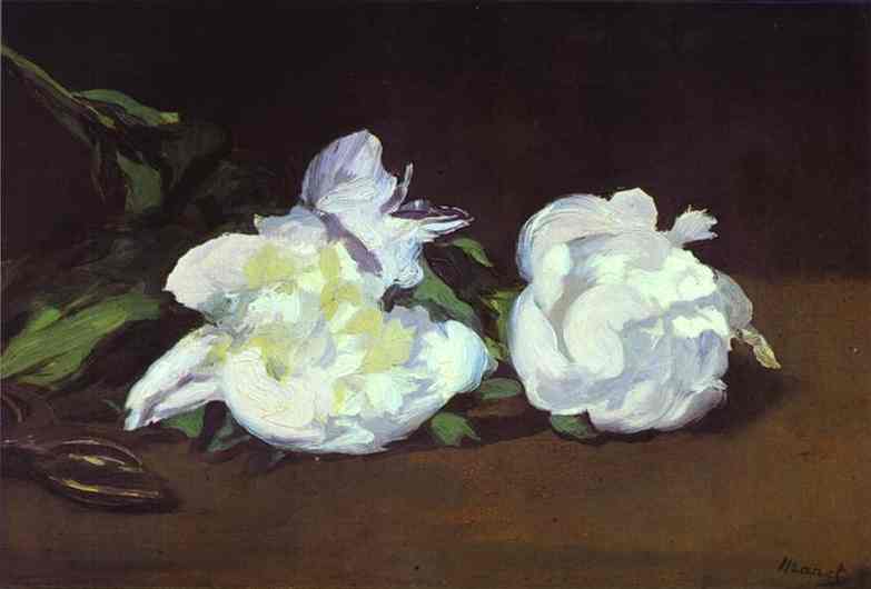 Branch Of White Peonies And Shears