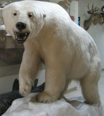 Polar Bear Specimen