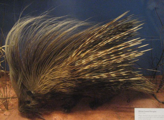 African Crested Porcupine Specimen