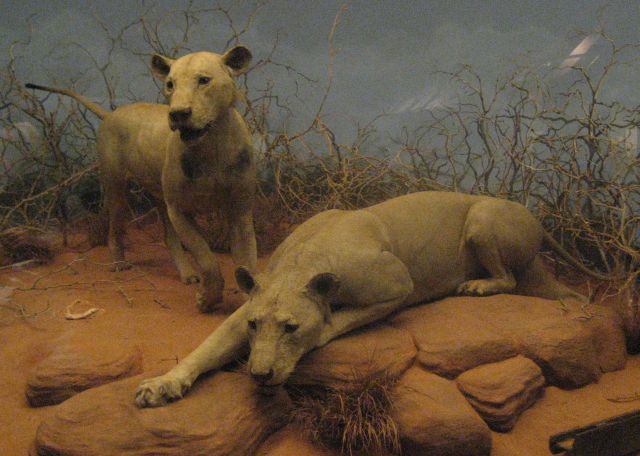 The Lions of Tsavo