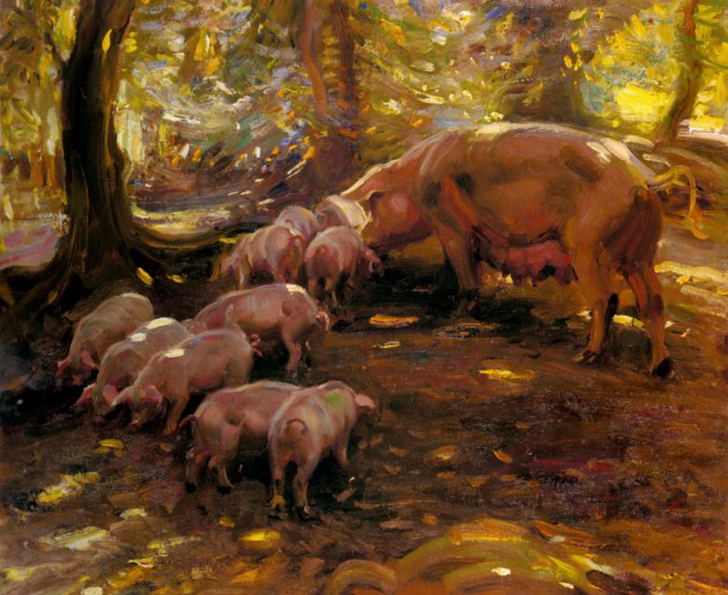 Pigs in a Wood, Cornwall