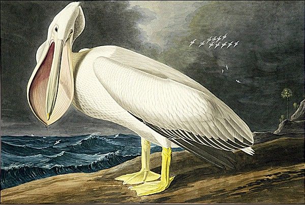 American White Pelican