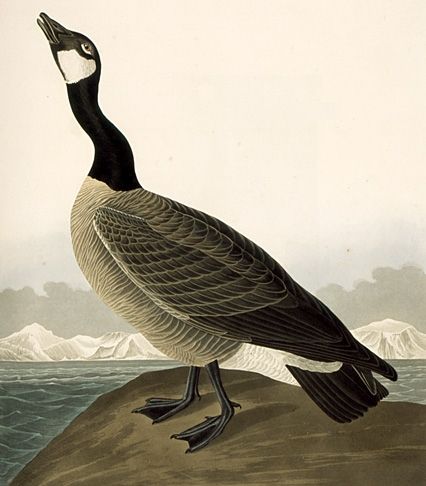 Canada Goose