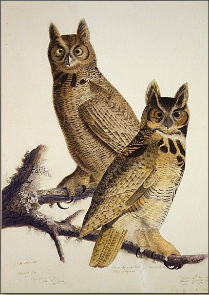 Great Horned Owl