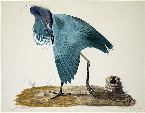 Little Blue Heron