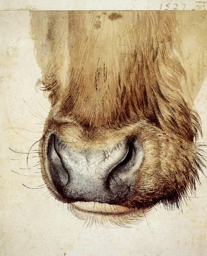 Mouth of an Oxen