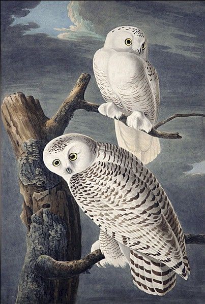 Snowy Owl