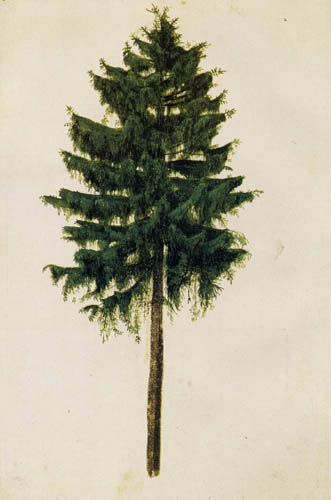 Study of a Spruce