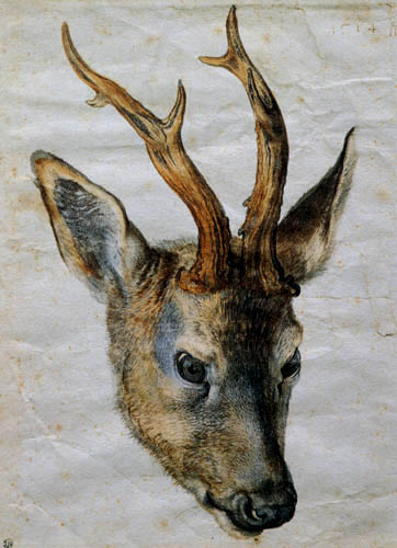 The Head of a Deer