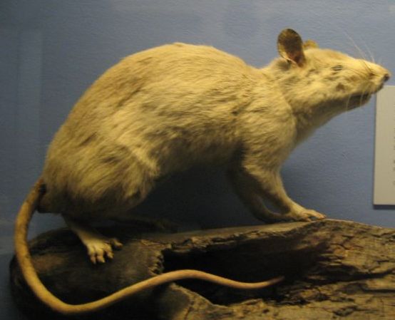 African Forest Rat Specimen