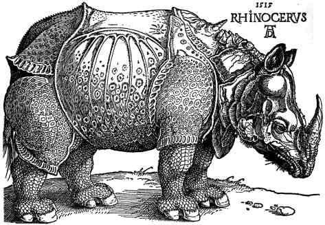 Rhinoceros