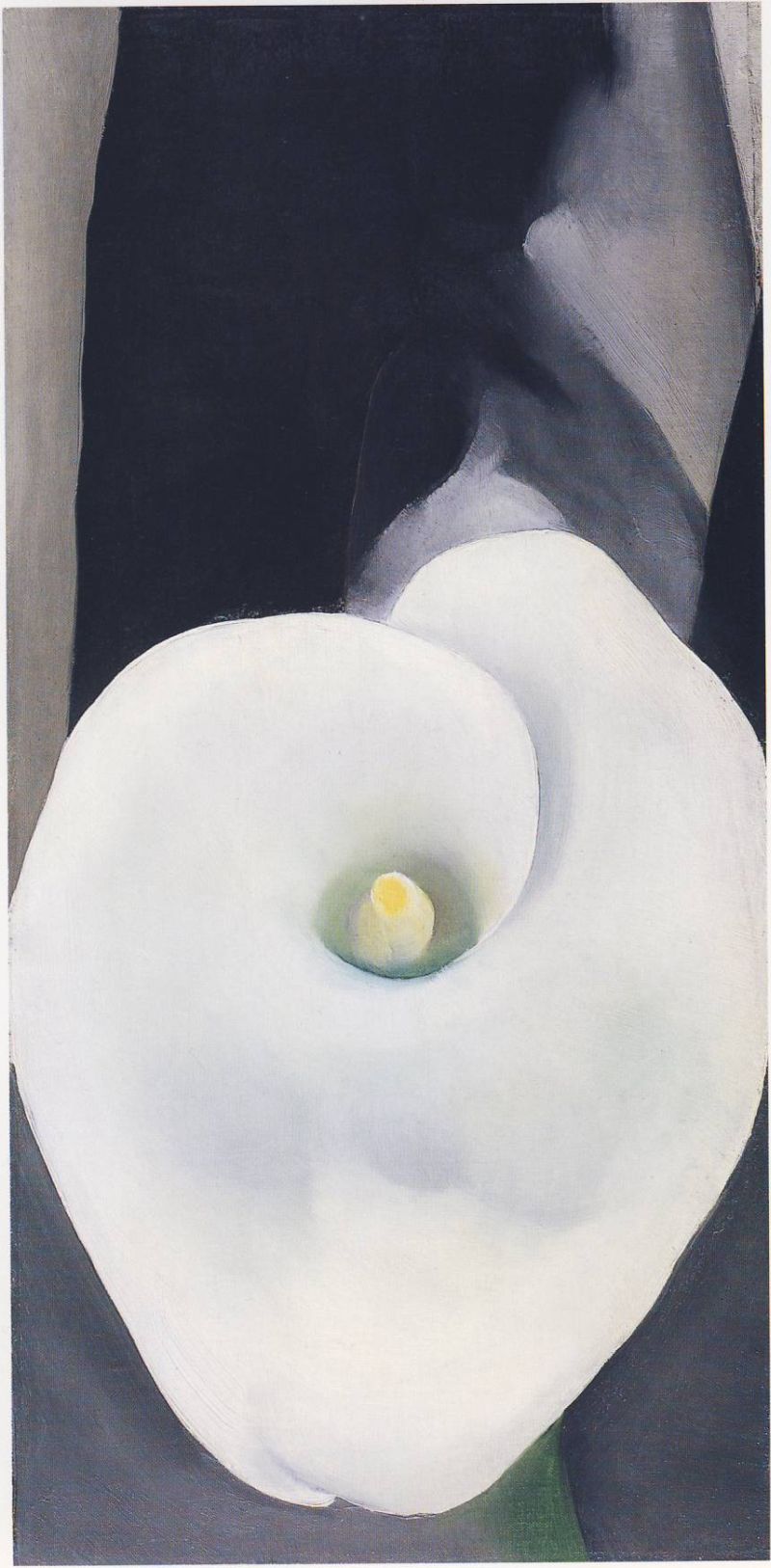 Calla Lily, White with Black