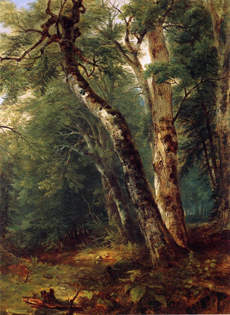 Woodland Interior