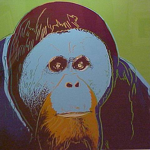 Orangutan